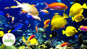 Stunning Aquarium The Best Relaxing Music Sleep Music Hd 1080p Youtube Fish Background Fish Wallpaper Tropical Fish
