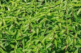 Image result for Pouzolzia guineensis