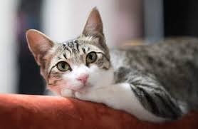 How much fish should a cat eat? Do Cats Fart Feline Flatulence Food Issues Hill S Pet