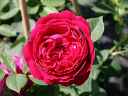 Englische Rose Falstaff Rosa Falstaff Mit Bildern Englische Rosen Rosen Rosensorten