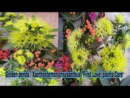Pin On Garden Gyan