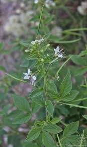 Image result for Cleome aculeata