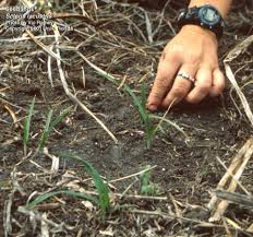 Image result for Scleria lacustris