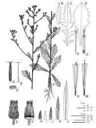 Image result for Pseudoconyza viscosa