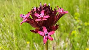 Image result for Silene abyssinica