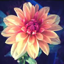Dahlia Rescued From The Clearance Area At Lowes Dahlia Plants Growing