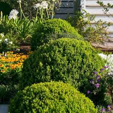 Can be used in conjunction with real plants. Southern Living Plants Outdoor Baby Gem Boxwood Evergreen Shrub 2 5 Qt Walmart Com Walmart Com