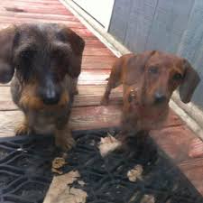 Over the years, while working with and being around dogs, i've learned a lot about the different breeds and can honestly say i love them all! Happy Tails Dog Grooming Home Facebook