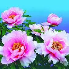 一位老员外 特别喜欢牡丹花 庭内庭外都种满了牡丹 老员外采了几朵牡丹花 送给一位老翁 老翁很开心地插在花瓶里 隔天 邻居和老翁说 你的牡丹花 每一朵都缺少了几片花瓣 这不是富贵不全吗 老翁听了 便觉得不妥 就把牡丹花全部送还给老员外 老员外问为什么