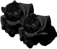 Maybe you would like to learn more about one of these? Mq Black Roses Rose Flower Flowers Black Rose Flowers Png Clipart Large Size Png Image Pikpng