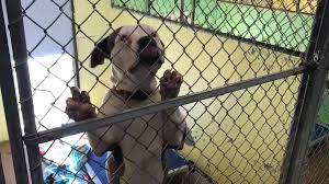 Our store also offers grooming, training, adoptions and curbside pickup. Chesterfield Animal Shelter Reports Increased Save Rate Over 650 Adoptions During 2020