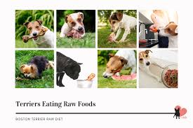 Raw feeding offers both benefits and risks to your dog's teeth. Boston Terriers Raw Diet The Ultimate Guide To Raw Feeding