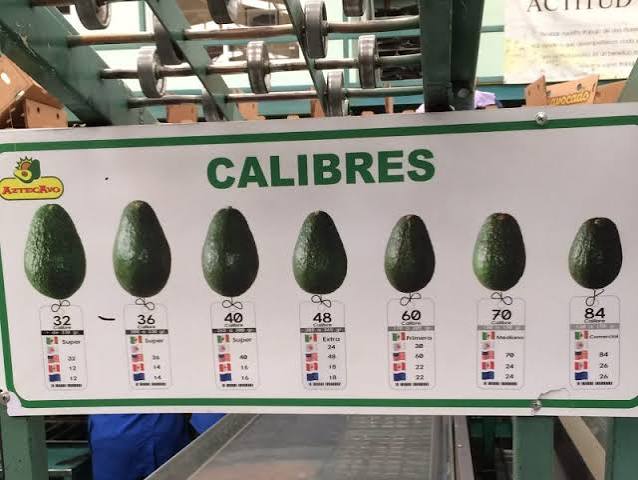 La riqueza del aguacate ha sido desigual - Comestible