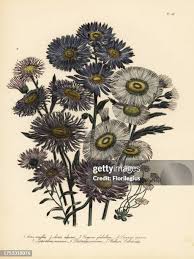 Image result for Aster chimanimaniensis