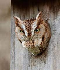 Eastern Screech Owl Photo By Kurt Hasselman How To Attract Birds Owl Owl Sounds