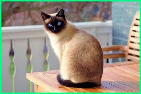 Check spelling or type a new query. Jenis Kucing Yang Bulunya Tidak Mudah Rontok Ekor9 Com Ekor9 Com