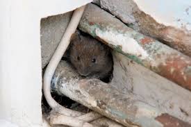 The main thing is to keep pests out of your premises and then keep them off your property. Niagara Truly Nolen Canada