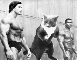 Résultat de recherche d'images pour "catflexing"