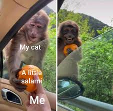 Back in november, there was a meme stating that cats could have a little salami as a treat. from there, the meme transformed into a juggernaut of everyone getting a little something as a bit of a treat. Cats Can Have A Little Salami Memes