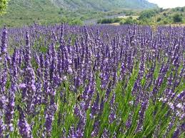 Image result for Lavandula angustifolia `Vera`