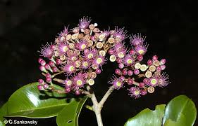 Image result for Syzygium niassense