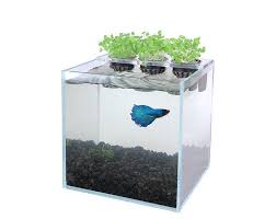 3 mason jar aquaponics kit build your own hydroponics herb etsy aquaponics kit aquaponics aquaponics diy