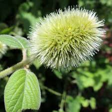 Image result for Cyathula