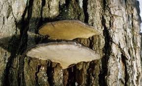 Image result for Phellinus rimosus