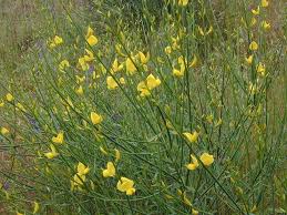 Image result for Spartium