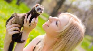 Cute Ferrets Led Me to start an Online Business | SuperWAHM