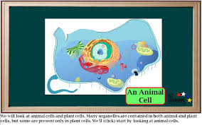 Check spelling or type a new query. Cell Organelles Just Like Our Bodies Have Different Organs That Perform Certain Functions For Our Body Cells Have Different Parts That Perform Certain Ppt Download
