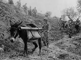 Naples Foggia Campaign Foggia War Horse Infantry
