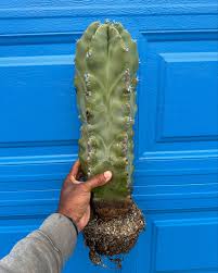 Image result for Clutia stuhlmannii