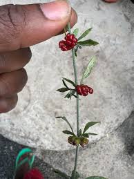 Image result for Pollichia