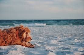 Looking for a labradoodle puppy? Southern Labradoodles
