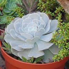 Image result for Nemesia lilacina