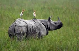 It was established in 1973 and granted the status of a world heritage site in 198. Chitwan National Park Goes On Full Swing To Control For Protecting Wildlife