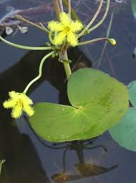 Image result for Nymphoides thunbergiana