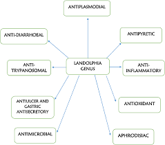Image result for Landolphia incerta