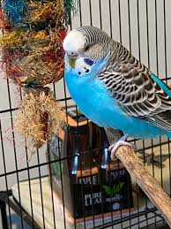 The book* said testicular cancer was rare. Potential Testicular Cancer What Should I Do Talk Budgies Forums