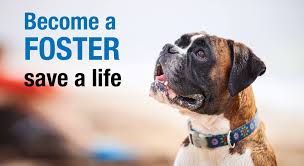 We take special care to match the right home with the right dog, ensuring a lifetime of love for both the pet and the adopter. Adopt A Boxer Lone Star Boxer Rescue A Local Houston Boxer Rescue