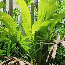 Image result for Dicoma galpinii