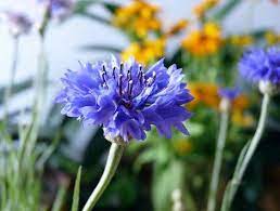 Pin On Gardening