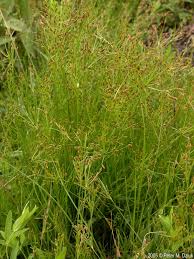 Image result for Fimbristylis