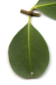 Image result for Sonneratiaceae