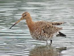 Image result for Limosella capensis