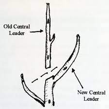 Check spelling or type a new query. Restorative Pruning The National Center For Appropriate Technology