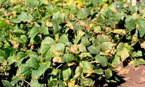 Yellow leaves green bean diseases pictures. Bean Diseases And Pests Description Uses Propagation