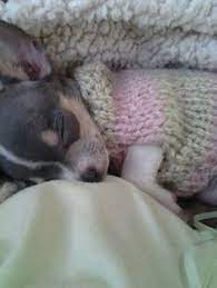 Te Ensenamos Como Tejer Un Sueter Para Perro Facilmente Sueteres Para Perros Perros Recien Nacidos Sueter Para Perro Tejido