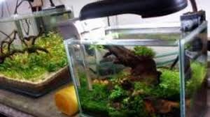 Caranya dengan membeli bibit rumput air dan meletakannya di dasar aquarium dengan media aquascape. Mencari Bahan Dari Alam Lebih Irit Tribun Jabar